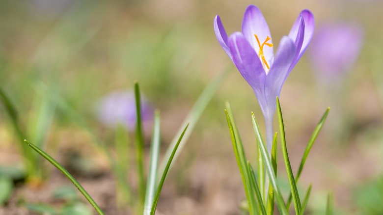 Purple crocus