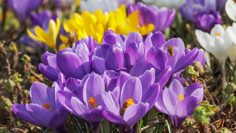 purple and yellow crocus