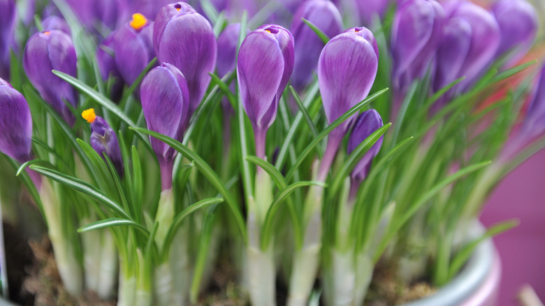 Purple crocus