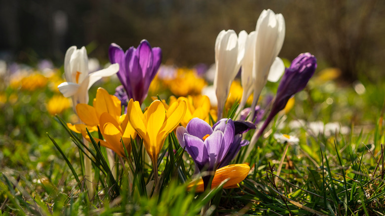 crocus in yard