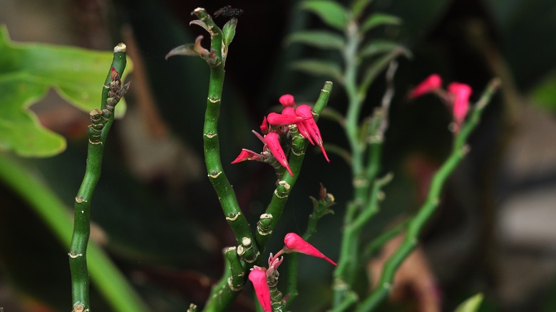 Blooming devil's ribcage plant