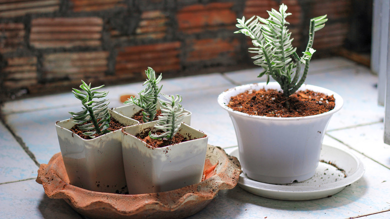 Devil's ribcage plant in pots