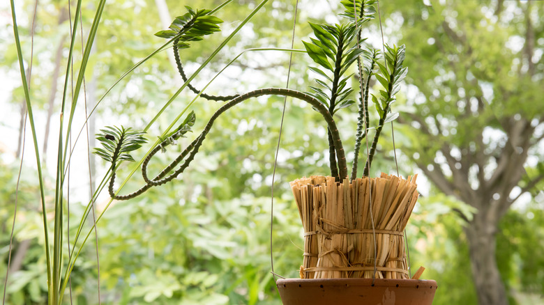 Devil's ribcage plant wicker pot