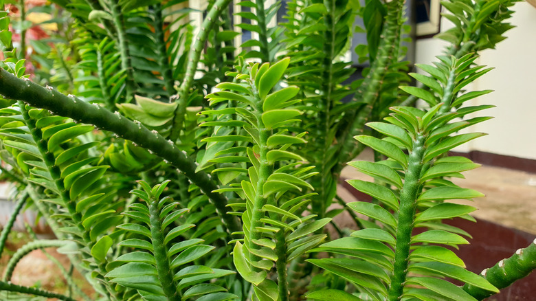 Devil's ribcage plant stems