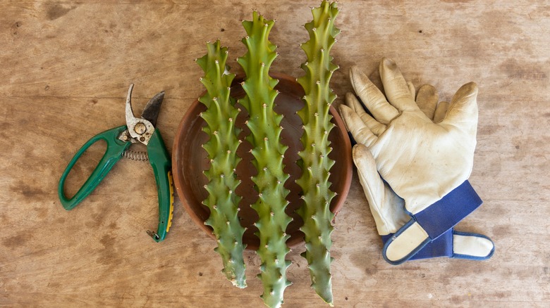 Euphorbia cutting with gloves