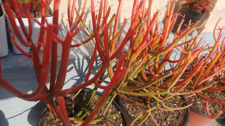 Firestick plants in pots