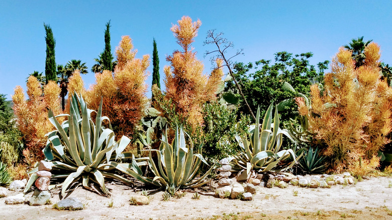 How To Care For A Firestick Plant