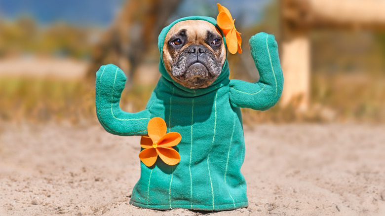 Dog in cactus costume