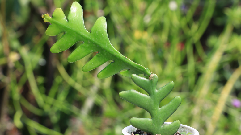 Close-up fishbone cactus stem