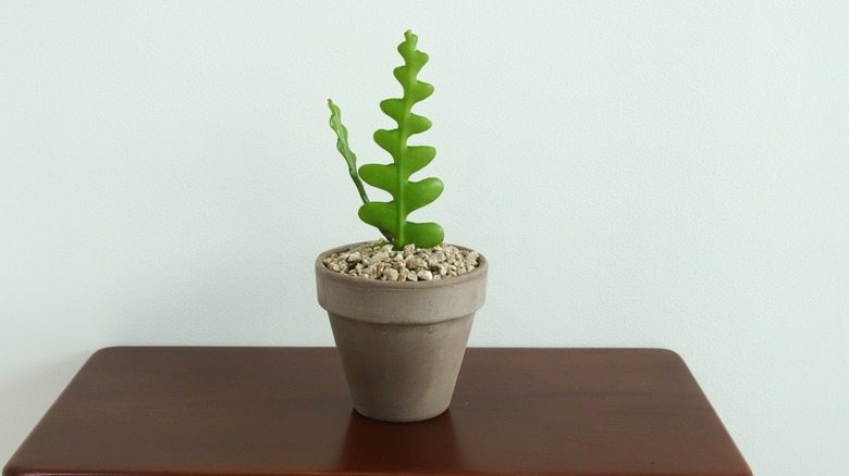 FIshbone cactus in clay pot