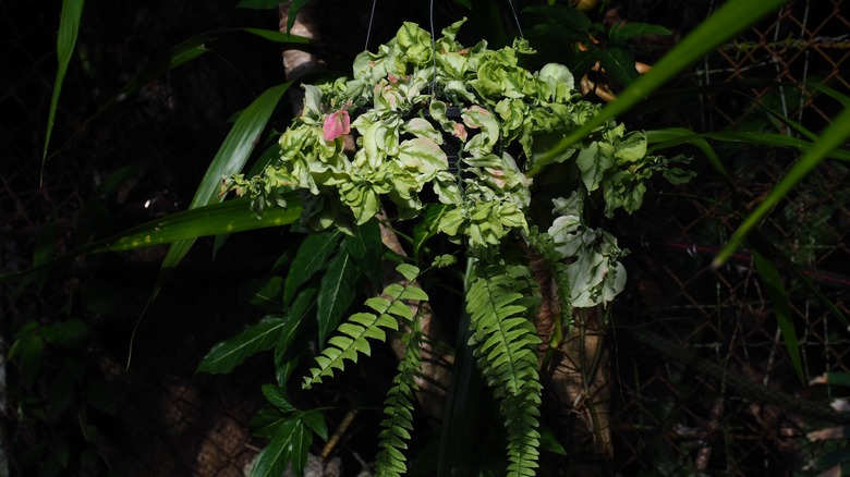 Plant arrangement with fishbone cactus