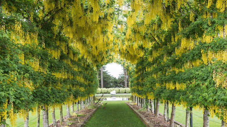 Golden rain trees planted together