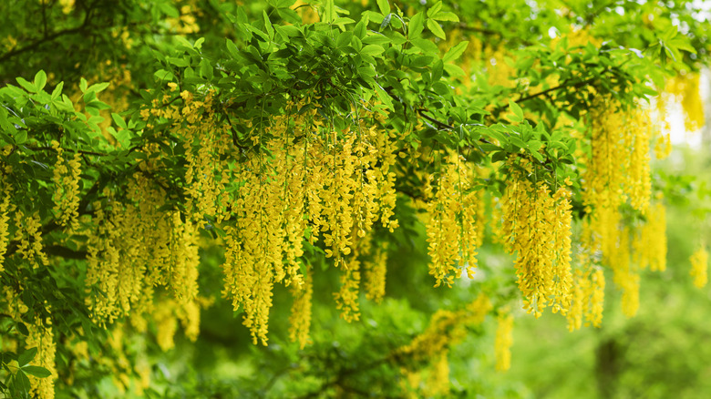 Golden rain flowers on branch