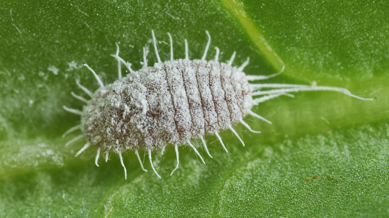 close up of a mealybug