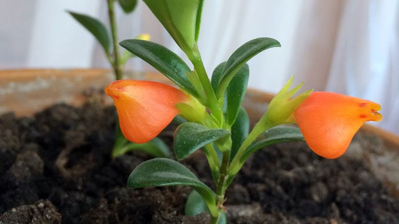 Goldfish plant next to window