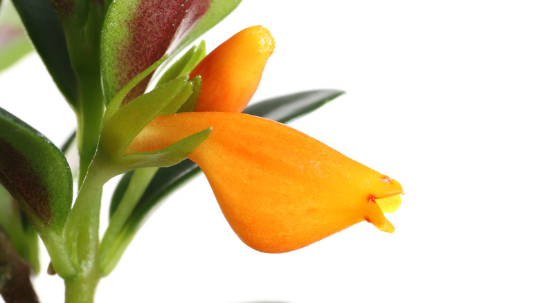 Single flower of a goldfish plant