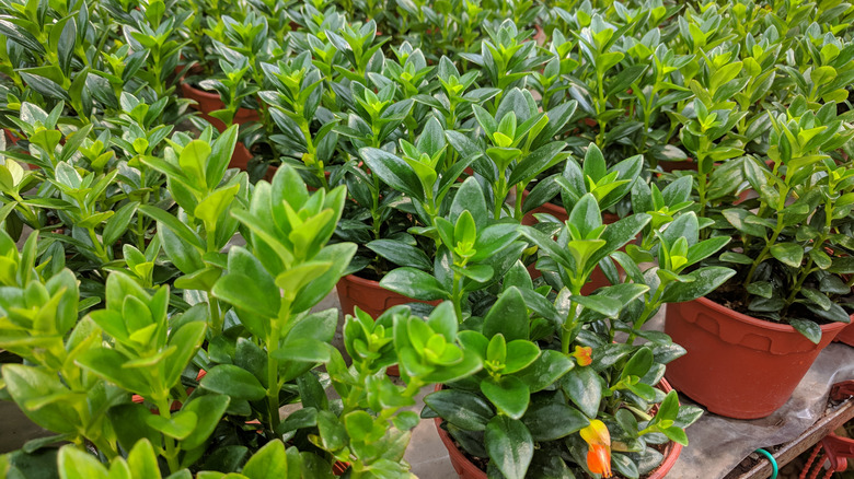 Rows of potted goldfish plants