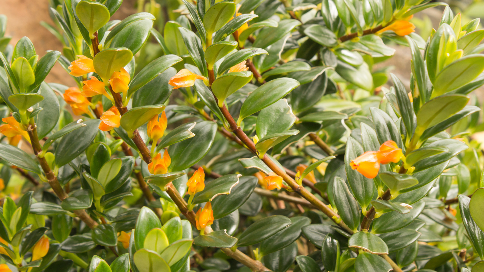 How To Care For A Goldfish Plant