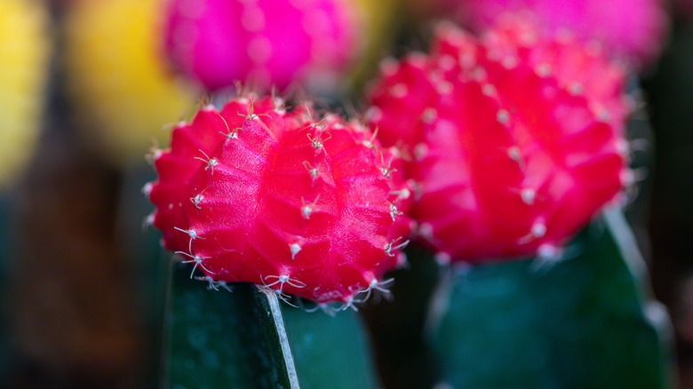 pink grafted moon cacti