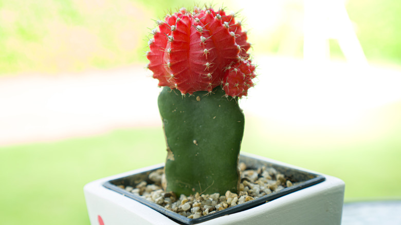 single potted ruby ball cactus 