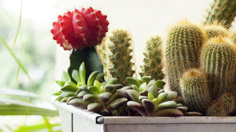 Moon cactus in combination planter