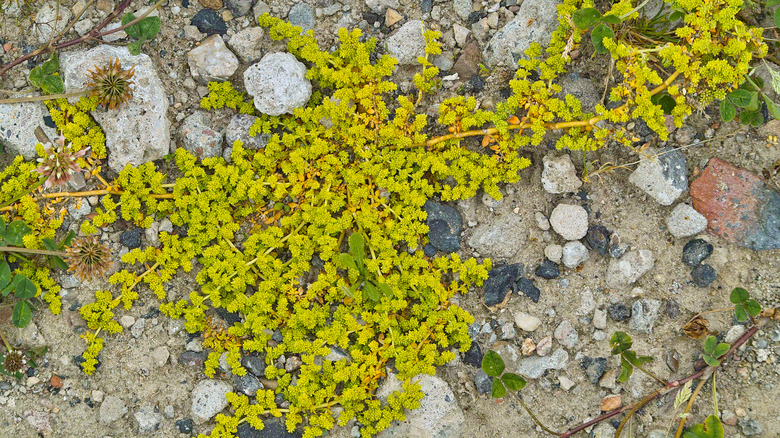 yellowing rupturewort on poor soil