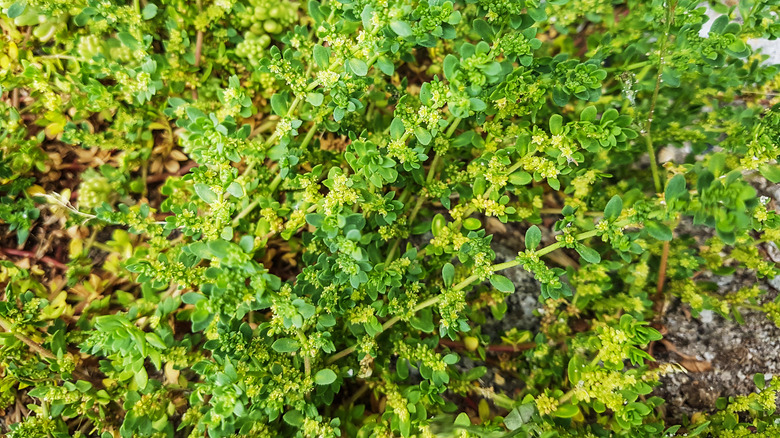 patch of green carpet plant 