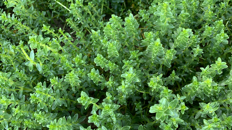 tall green carpet plant