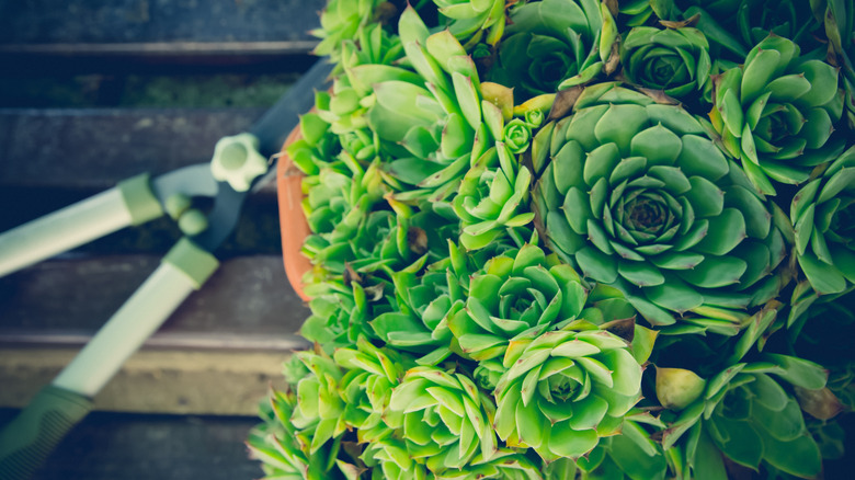 Hens and chicks with clippers