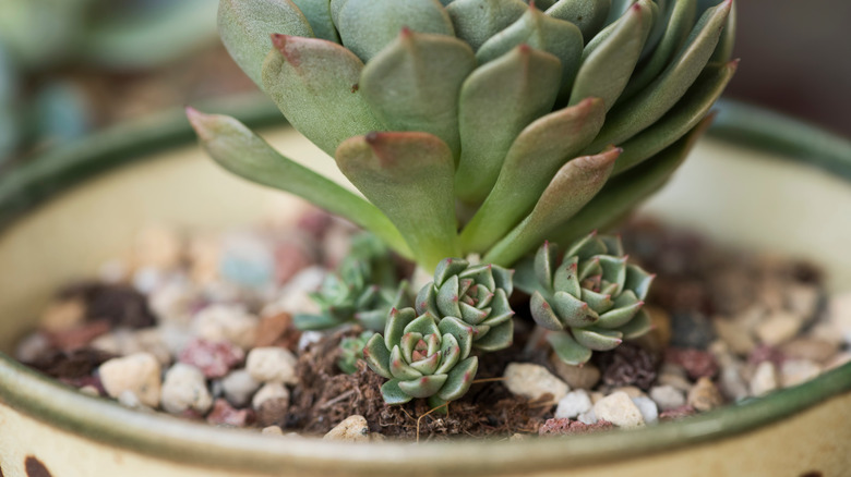 Hens and chicks with gravel