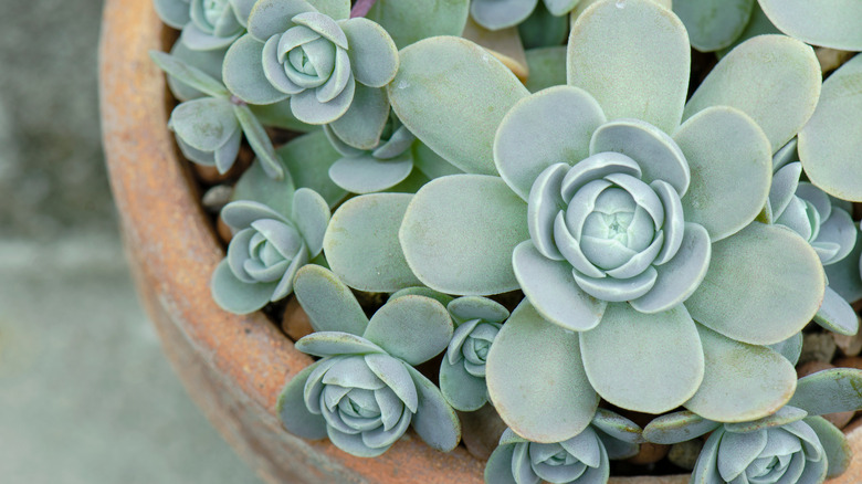 Potted mother hen and chicks