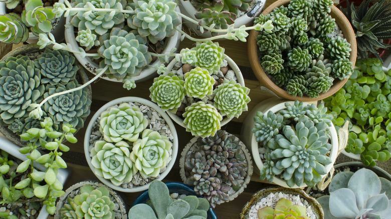 Hens and chicks variety