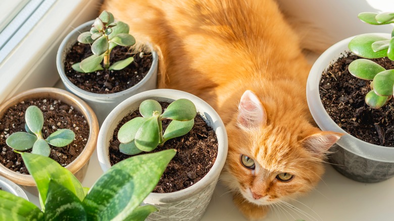 Cat with potted succulents