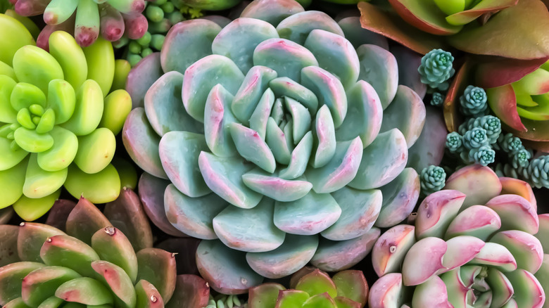 Hens and chicks varieties