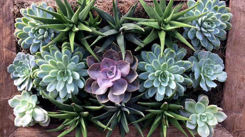 Houseleeks in wooden pot