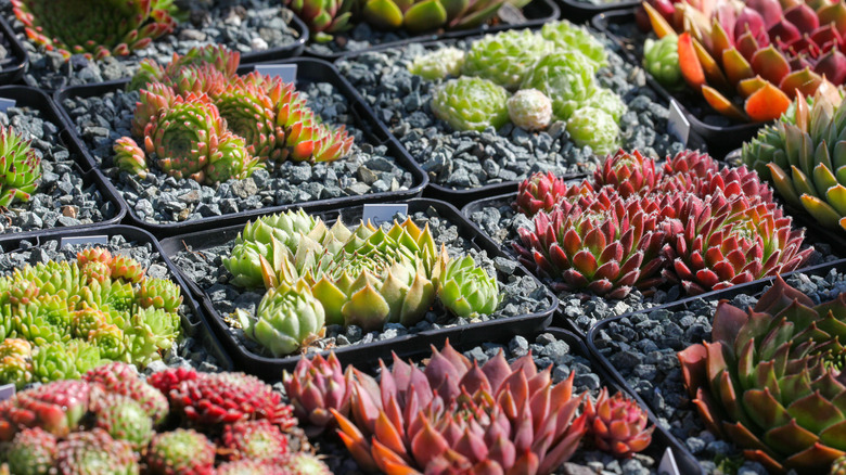 Varieties of houseleeks