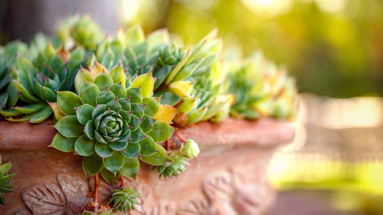 Houseleek with sunlight in background