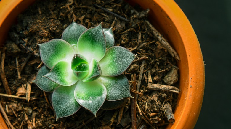 Houseleek in pot