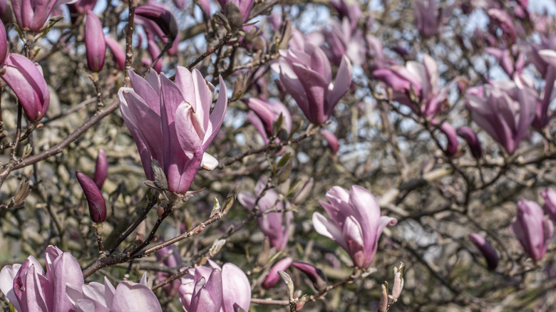 Flowers of Jane magnolia tree