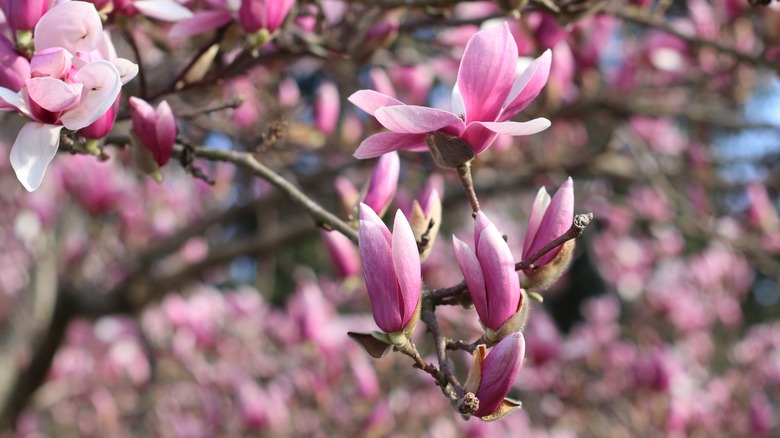 Magnolia Jane flowers