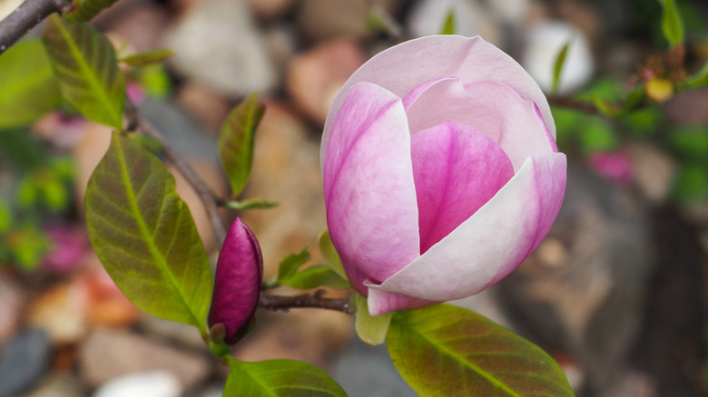 Magnolia Jane bloom