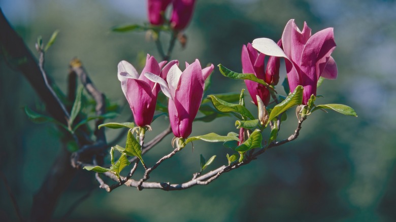 Stem of Jane magnolia tree