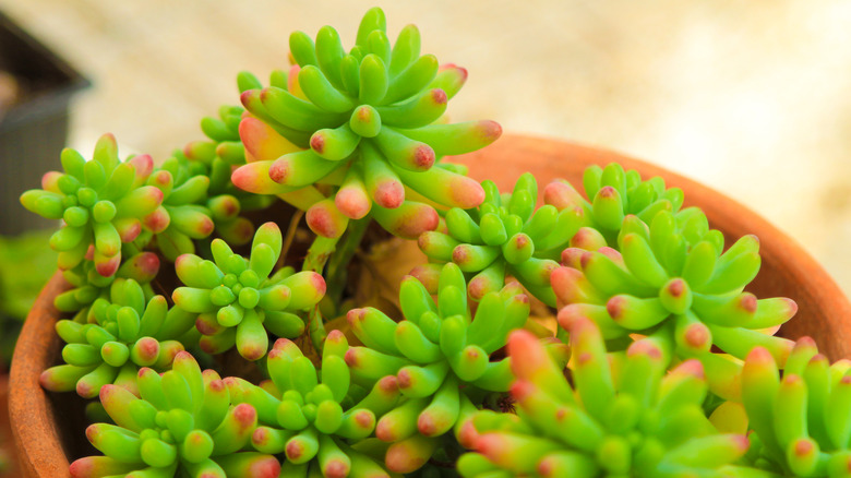 Potted jelly bean plant