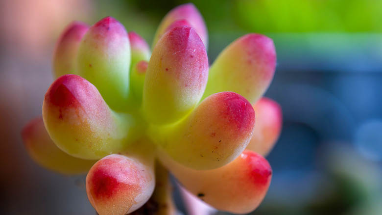 Jelly bean plant close-up