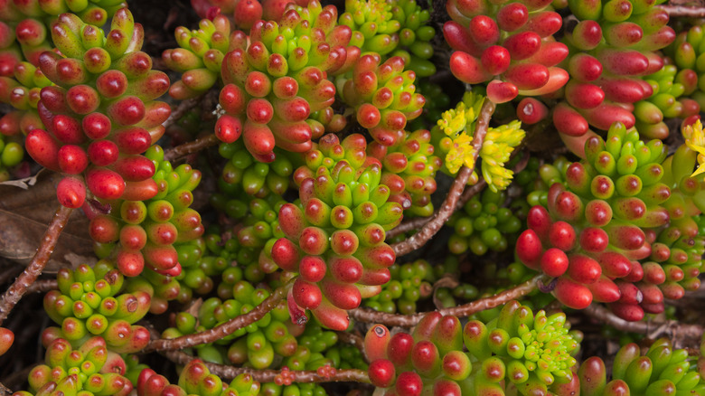 Sunkissed jelly bean plant