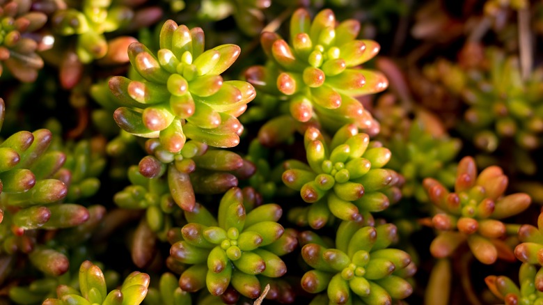 Clustered jelly bean plants