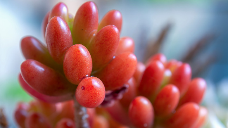 red jelly bean plant