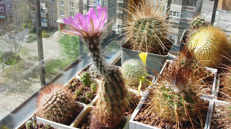 Multiple potted cacti by window