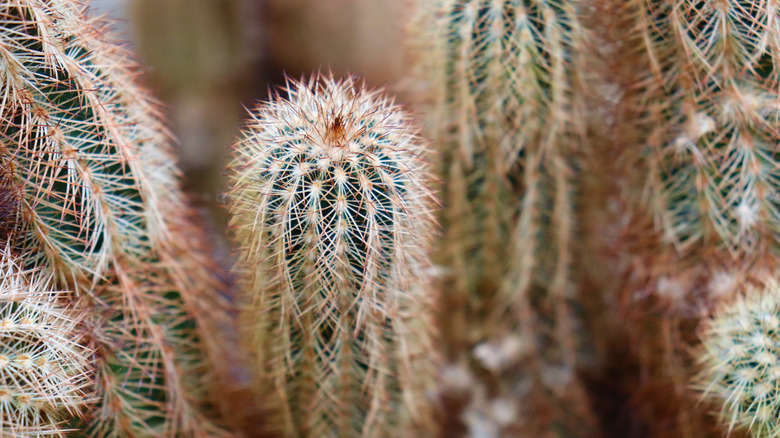 Cacti close up