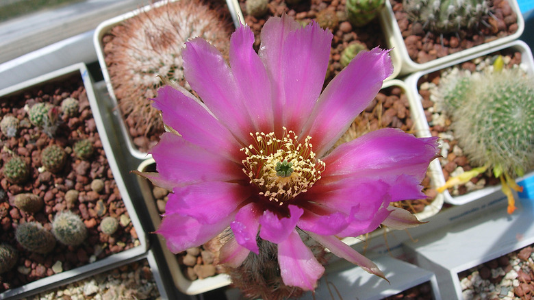 Potted cactus with pink flower